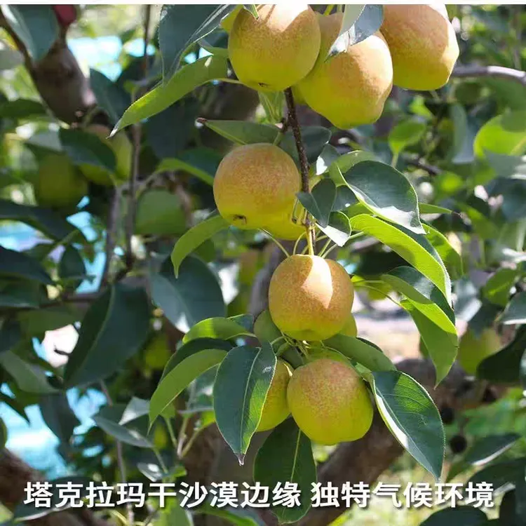 京东包邮正宗新疆库尔勒香梨/公梨/母梨