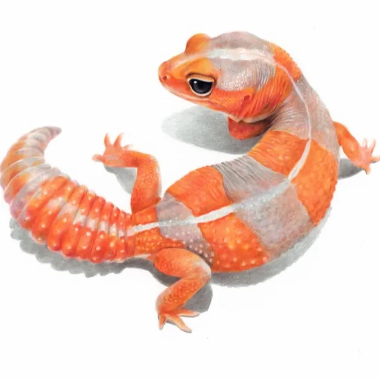 肥尾守宫蜥蜴活体健康适合直播间选宠