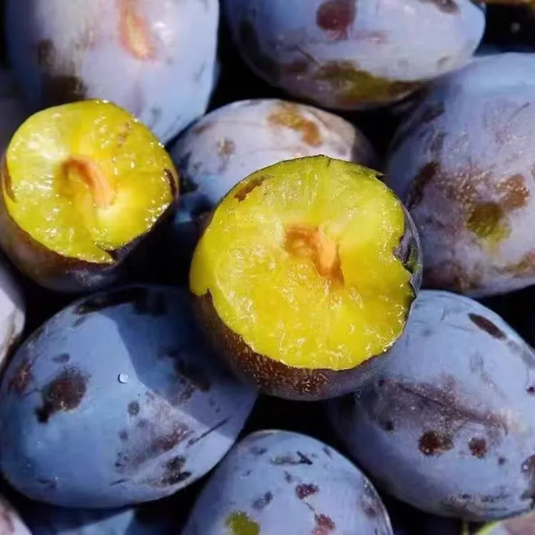 【主播推荐】露天头茬鲜果新鲜西梅水果当季孕妇水果 吃软不吃硬