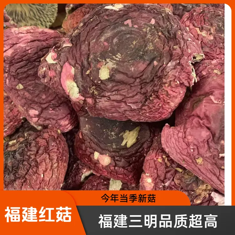  红菇丑菇福建三明蓝底灰肉正红菇菇帽菇脚带泥沙今年当季新菇