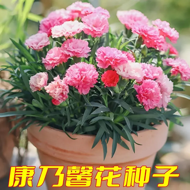 【混色康乃馨种子】家庭阳台小院花海打造四季种植