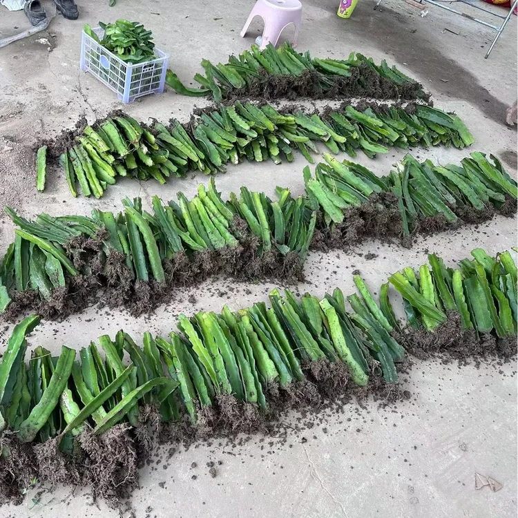 耐寒红心盆栽阳台庭院种植南北方当年结果水果水果树苗