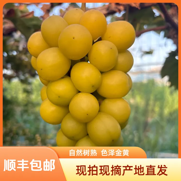 【净重4斤】自然树熟黄金阳光玫瑰葡萄香甜口味当季新鲜水果皇后