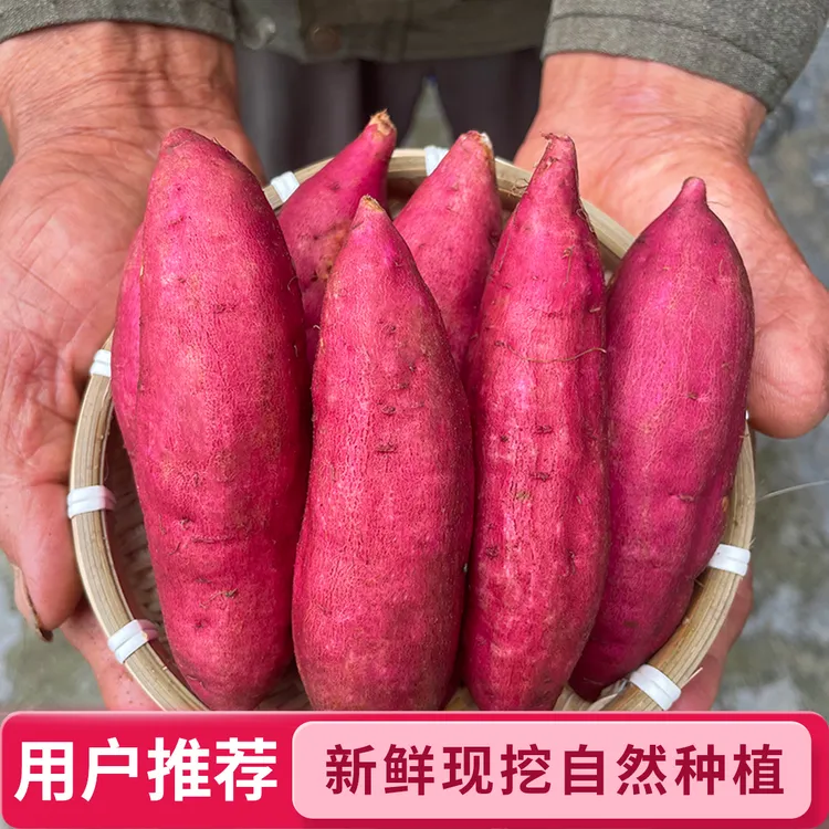 临安小香薯 正宗杭州天目山板栗红薯新鲜现挖真正自然种植番薯5斤