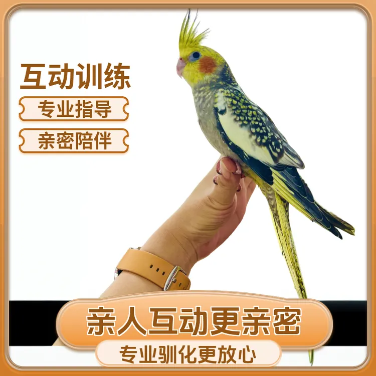 可放飞玄凤鹦鹉活体 【已驯化】宠物鸟鹦鹉互动鹦鹉活体（一物一拍）