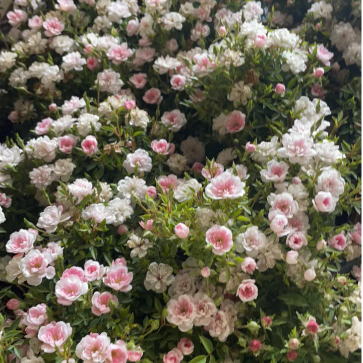 姬乙女提根盆景大冠幅造型优美多季节重复开花地里现挖带土球包邮