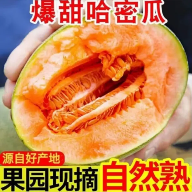 【爆甜多汁】正宗海沙地哈密瓜新鲜采摘应季水果甜瓜一藤一瓜地直发