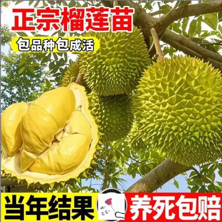 金枕盆栽榴莲耐寒南北方皆宜金枕头猫山王榴莲带土带叶