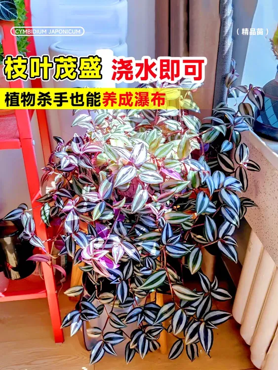 油画客厅婚礼吊兰盆栽室内外四季好养观叶植物办公室绿植绿植盆栽