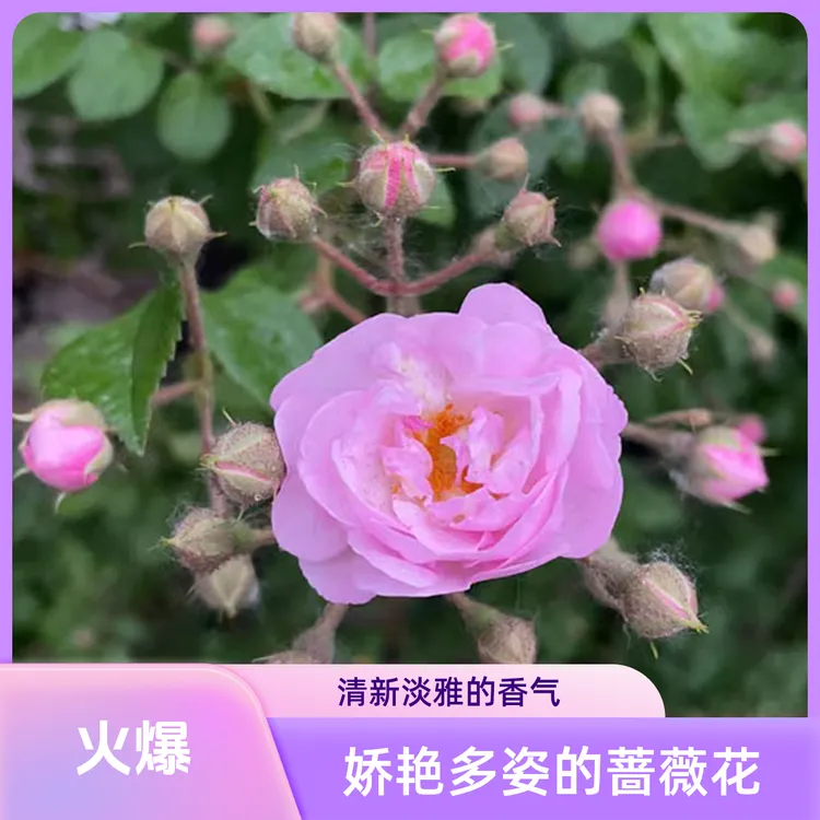 寒粉二号  东北耐寒爬藤月季花  抗寒月季爬藤蔷薇