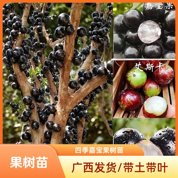 四季嘉宝果树苗台湾沙巴艾斯卡福冈树葡萄庭院种观赏带土荔枝发货