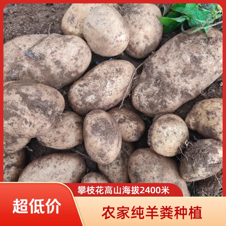 【新店开业】攀枝花高山海拔2400米农家纯羊粪种植土豆白心黄心混装