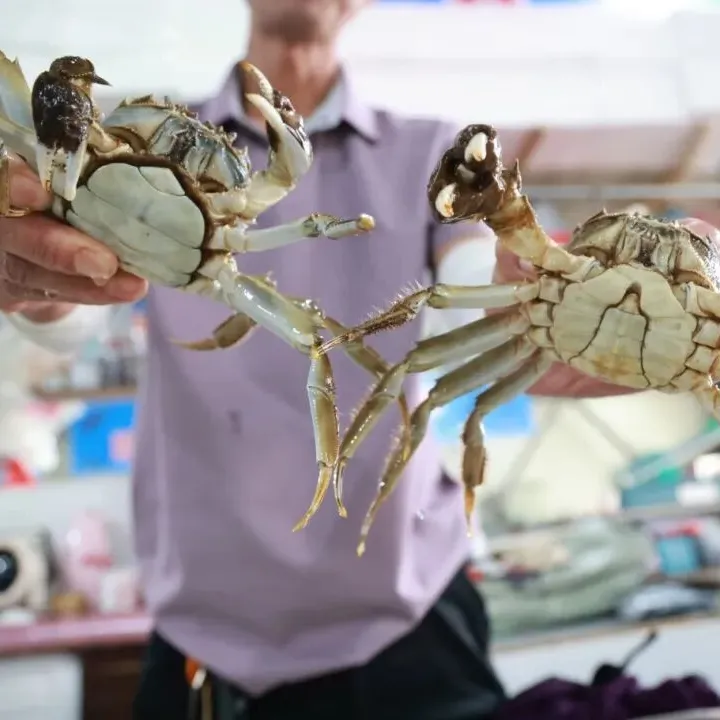 【活蟹】苏州太湖七都大闸蟹公4.5两、母3.5两6只送两只 到手8只