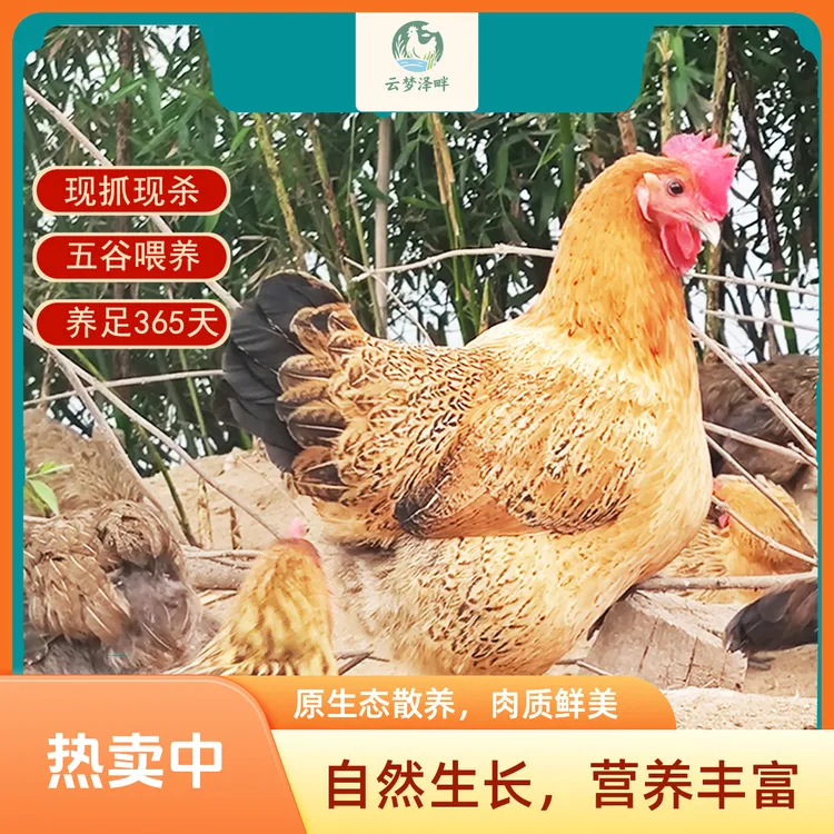 现抓现杀 湖边散养 0激0抗  谷物饲养12个月以上  正宗农村土鸡