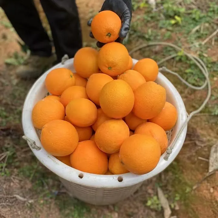 【石门纽荷尔脐橙】新鲜现摘薄皮多汁酸甜爽口 送开橙器