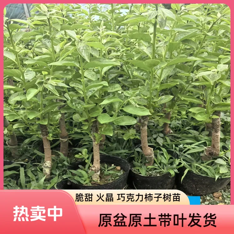 脆甜无核柿子苗盆栽矮化软甜火晶柿子树苗南北方阳台盆栽庭院地栽