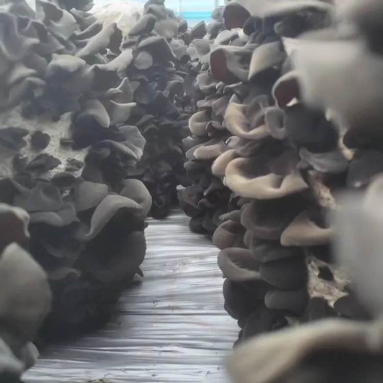 【2025年东北产长白山秋木耳】肉厚干净无增重