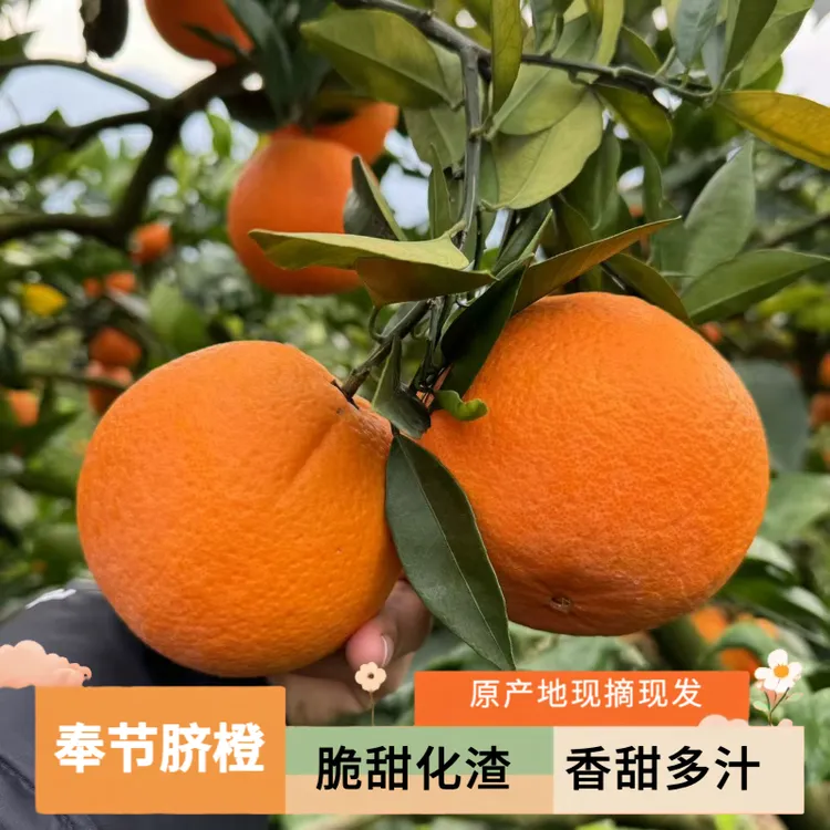 奉节脐橙新鲜采摘脆嫩化渣水果橙香浓郁5斤10斤非赣南脐橙