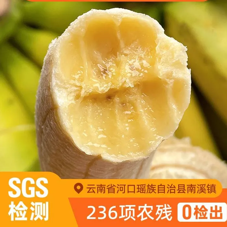 云南威尼斯绿‮香皮‬蕉新鲜香糯软糯香甜香蕉自然熟
