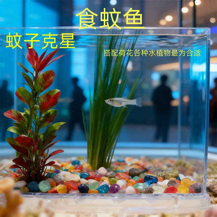 冷水观赏鱼热带食蚊鱼活鱼免打氧吃蚊鱼小型好养活可混养喂龟喂蛇