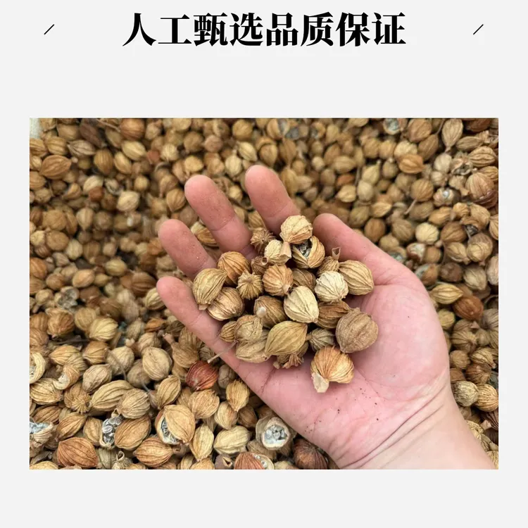 安国中药材市场批发香砂香砂仁100-1000g正宗香料广西正品调料