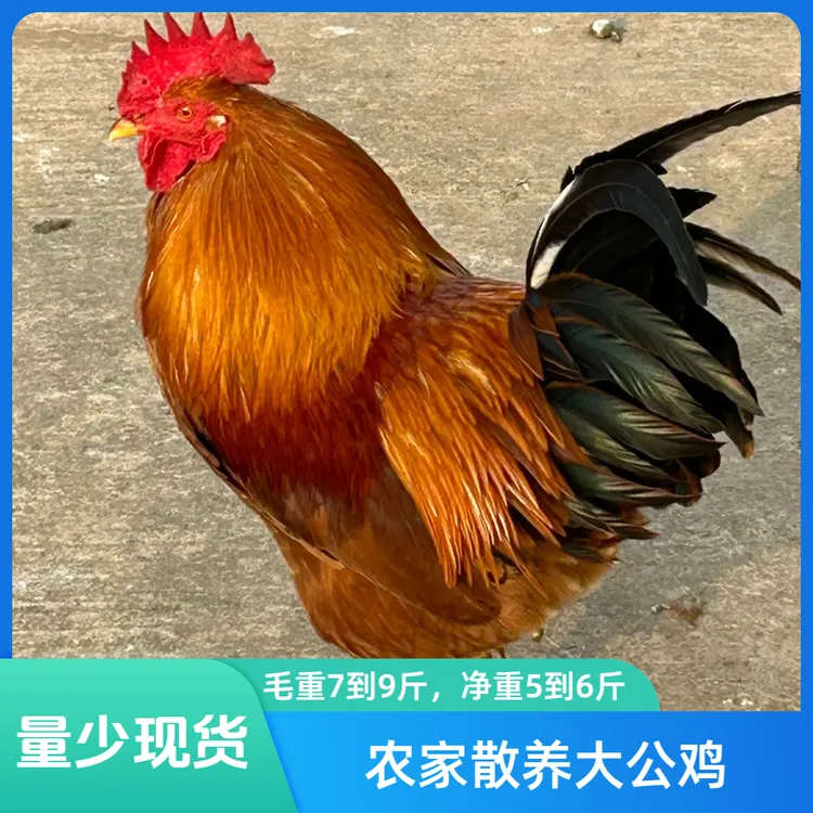 农家散养大公鸡土鸡（单只6-7斤）高品质现宰鸡农家鸡净膛发货
