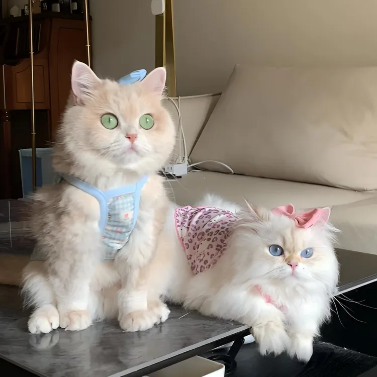 猫咪衣服夏季冰丝吊带裙凯蒂猫豹纹背心防掉毛可爱透气衣服金渐层