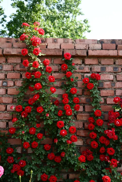 爬藤蔷薇爬墙花绿植蔷薇花爬藤花带花苞发货四季开花适合庭院阳台