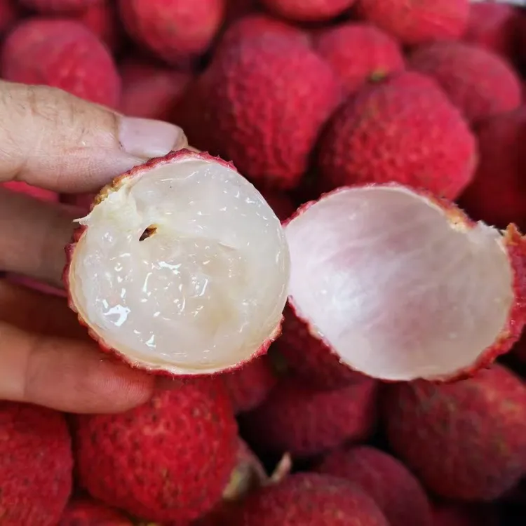 [薯你最甜]海南无核荔枝 当季新鲜热带水果 现摘先发 顺丰发货