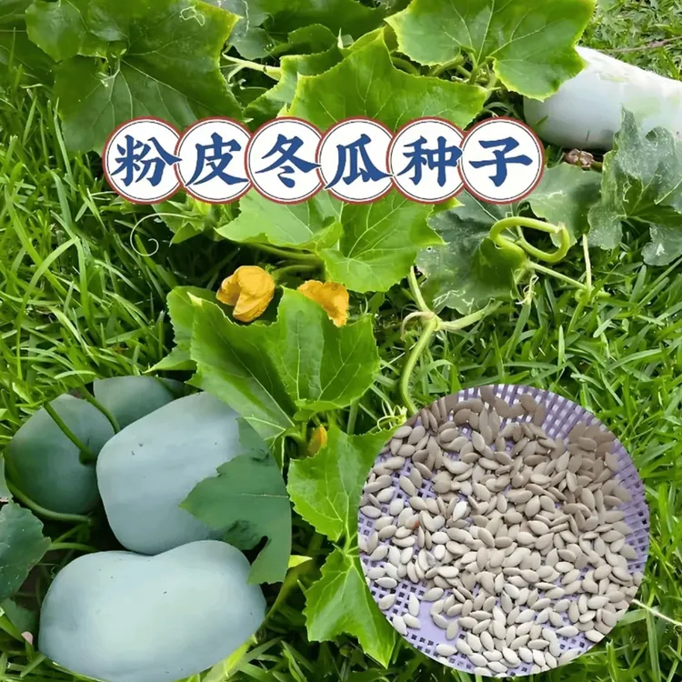 【粉皮冬瓜种子】阳台小院四季可种易活冬瓜种子商品图