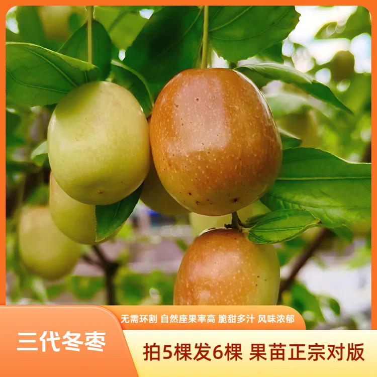 【三代冬枣苗】枣树苗 冬枣苗 新品种冬枣苗 拍下送无花果杯苗