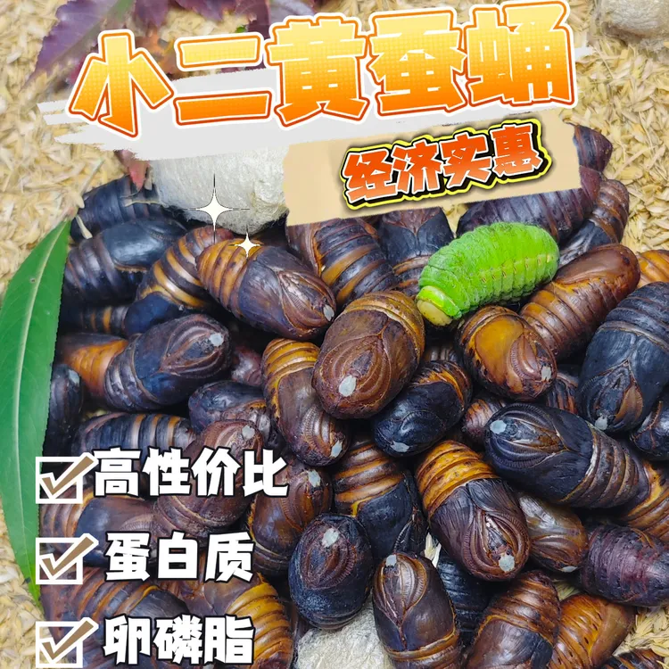 【小二黄】新蛹小二黄蛹辽宁凤城蚕蛹小二黄蚕蛹源产地直发鲜活