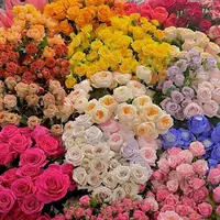 不选品鲜花 任意2单以上发货包邮  鲜花直发