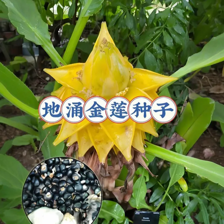 【地涌金莲种子】家庭小院种植四季种植花卉绿植阳台小院