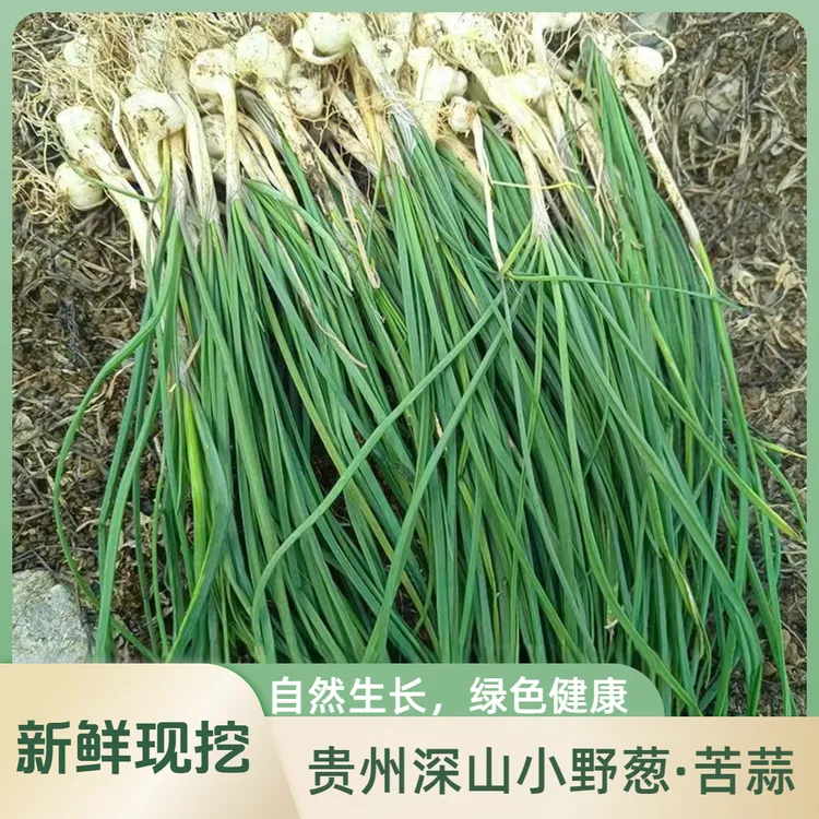贵州现挖新鲜野葱野生苦蒜胡葱野小蒜薤白当季野菜炒腊肉凉拌绝配