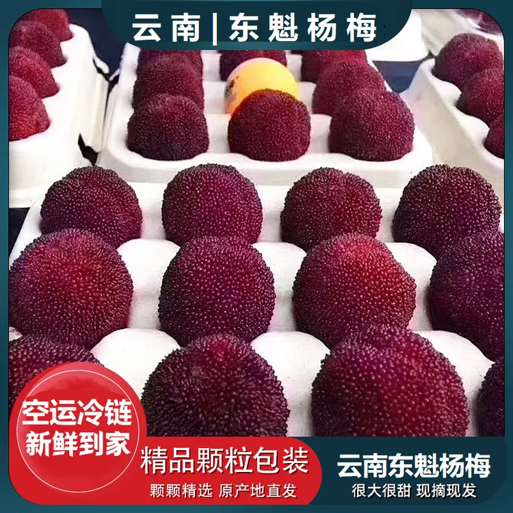 【云南东魁杨梅】现摘现发石屏高原杨梅当季新鲜特大果送礼空运包邮商品图