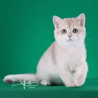 来了姊妹-紫金英短猫 妹妹 4
