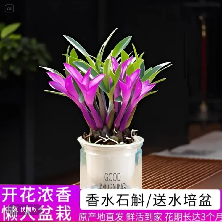 【带红芽】七彩香水石斛兰 精品澳洲石斛 浓香型懒人水培盆栽 室内