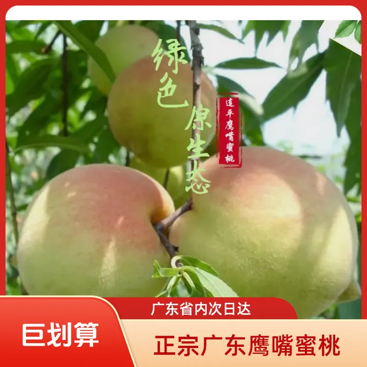 【京东包邮】正宗广东高山鹰嘴蜜桃新鲜现摘脆甜爽口当季水果【大果】