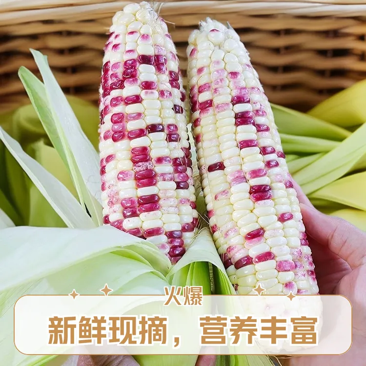 新鲜花糯玉米现摘农户种植营养蔬菜早餐玉米甜玉米原产地当季新鲜