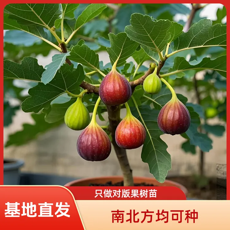 波姬红无花果树苗盆栽特大果品种耐寒南北方种植地栽