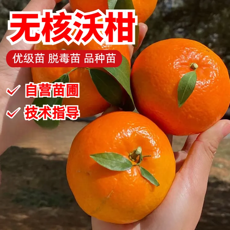 沃柑树苗嫁接091柑橘树苗 桔子树苗 南北方种植