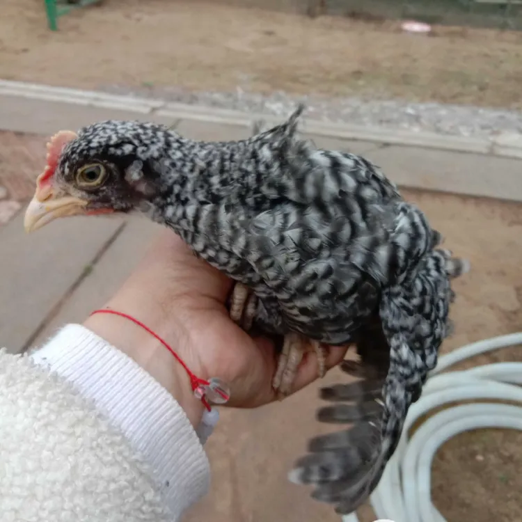 【活体】芦花鸡 宠物鸡 半斤左右 观赏鸡  观赏性强 汶上芦花鸡