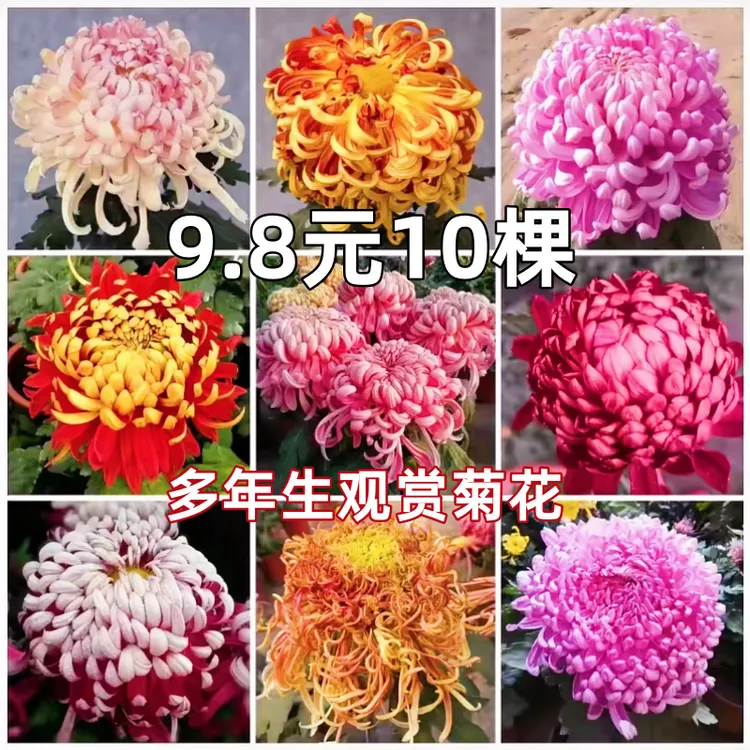 10棵菊花苗多年生植物四季开花大菊花盆栽室内外阳台庭院花卉绿植