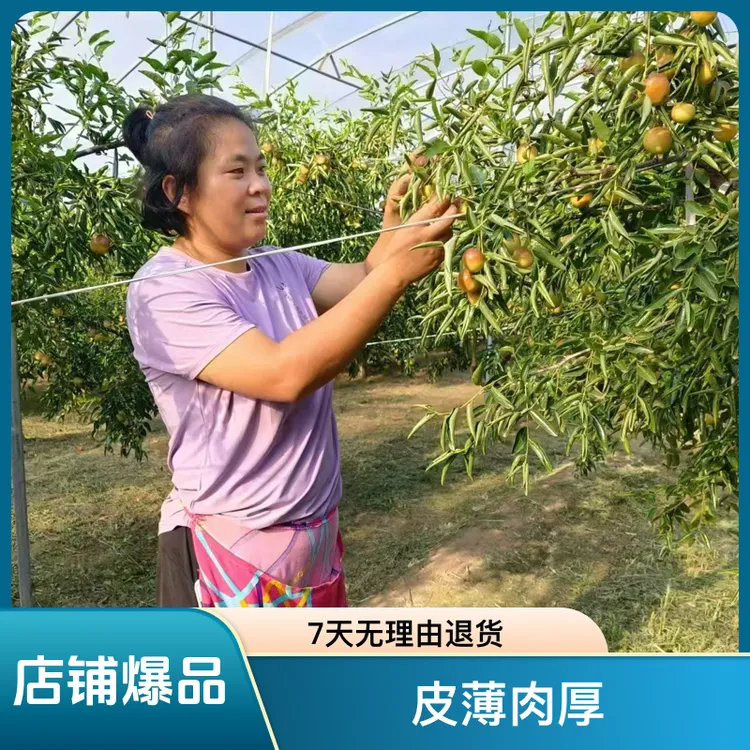 沾化冬枣中大果5斤