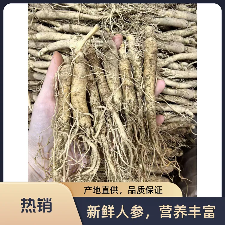 长白山新鲜人参产地直发适合煲汤首选滋补佳品 10g/支