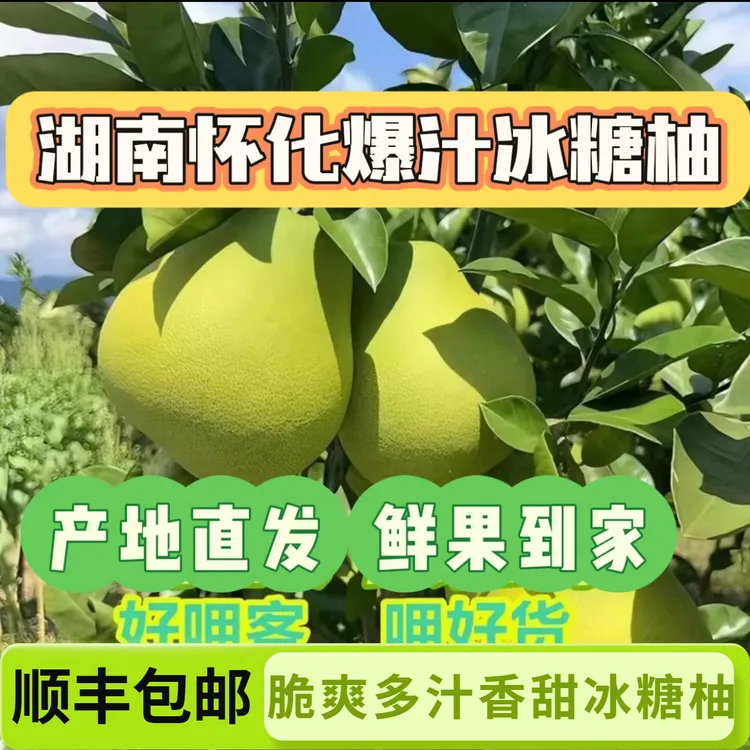 【顺丰包邮】湖南安江冰糖柚现采现发脆甜多汁药柚小苦柚老树精选果