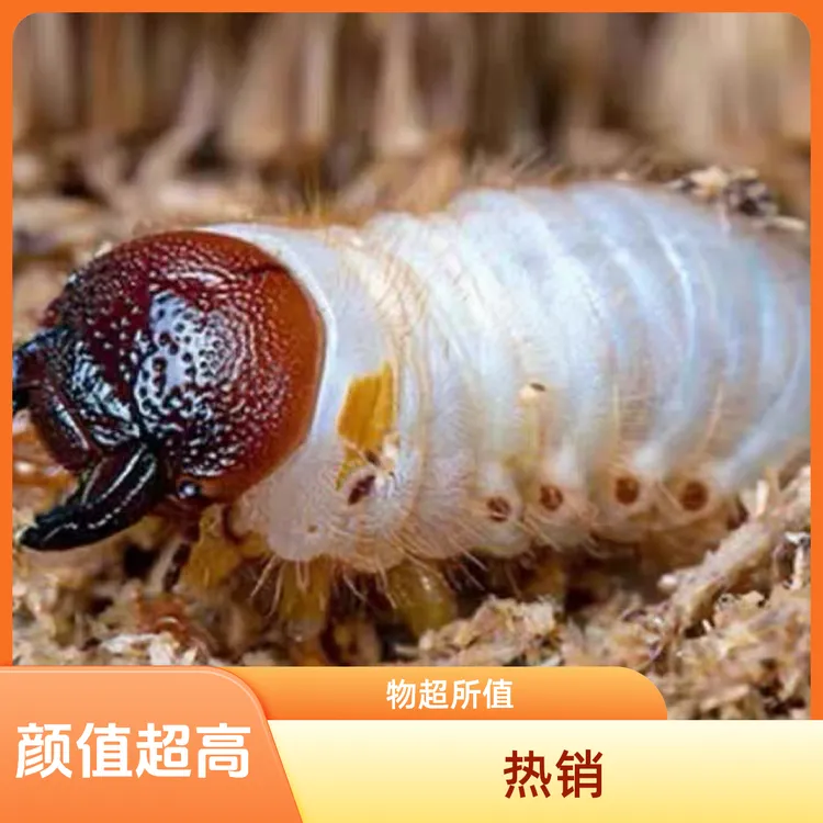 买幼虫送两个月饲养土独角仙3龄幼虫包活包邮超大幼虫独角仙超值