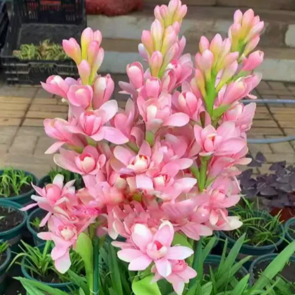 【重瓣晚香玉种球】混色重瓣晚香玉四季开花浓香花卉