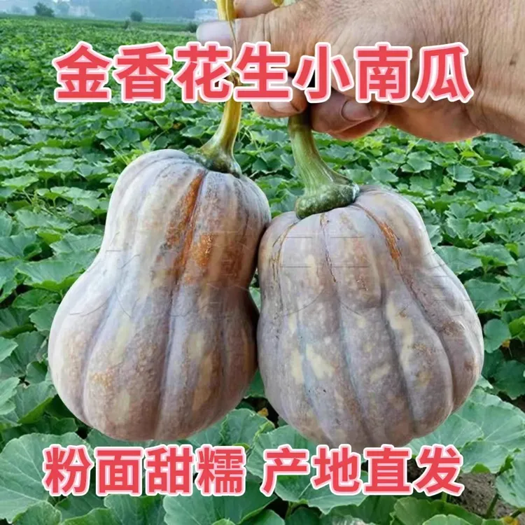 河南农家自种宝宝小金香南瓜粉糯面香板栗蜜本贝贝老南瓜